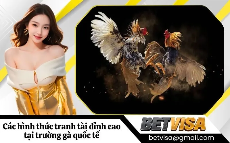 Các hình thức tranh tài đỉnh cao tại trường gà quốc tế
