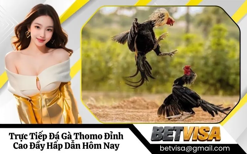 Đá Gà Thomo