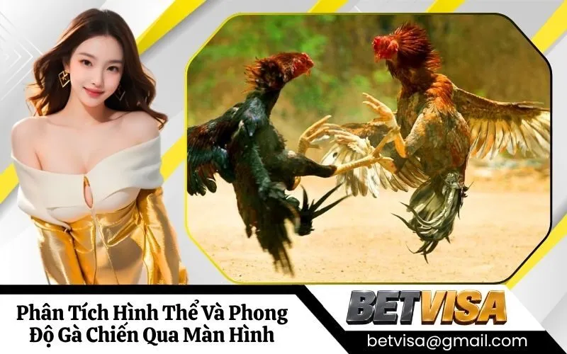 Phân Tích Hình Thể Và Phong Độ Gà Chiến Qua Màn Hình