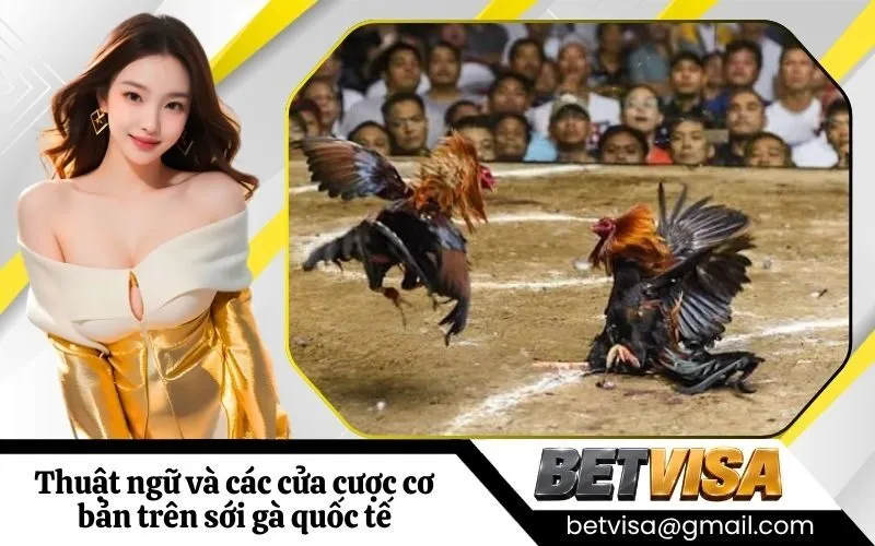 Thuật ngữ và các cửa cược cơ bản trên sới gà quốc tế