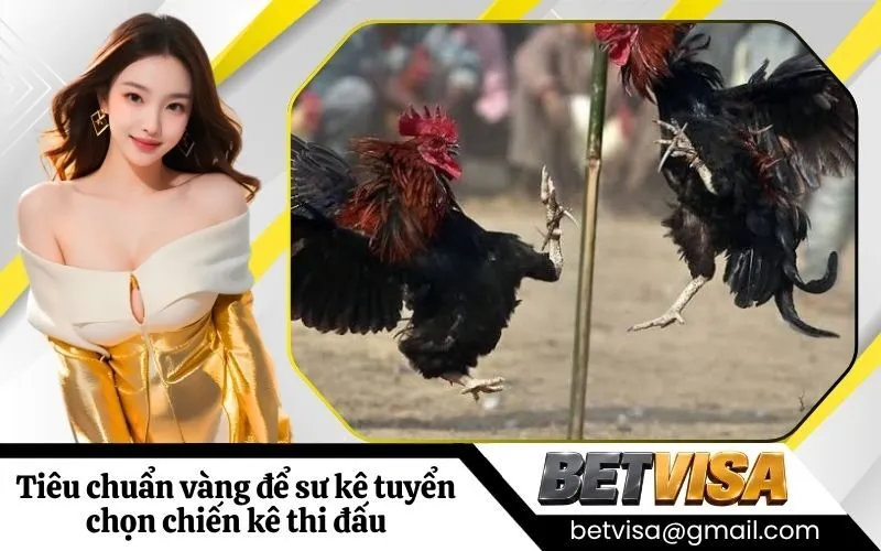 Tiêu chuẩn vàng để sư kê tuyển chọn chiến kê thi đấu